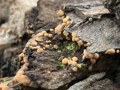 Sphaerosporium lignatile