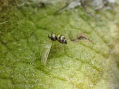 Micantulina stigmatipennis