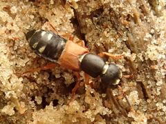 Staphylinus erythropterus