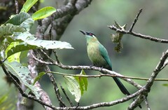 Momotus aequatorialis