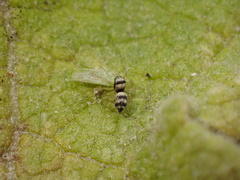 Micantulina stigmatipennis