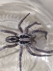 Lycosa erythrognatha