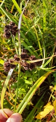 Scirpus atrovirens