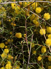 Acacia brownii