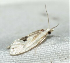 Aethes angustana