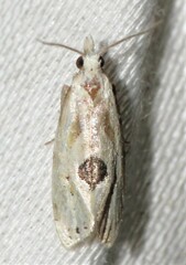 Aethes angustana