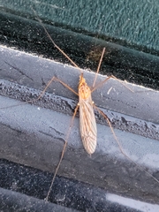 Nephrotoma ferruginea