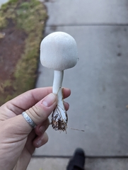 Leucoagaricus leucothites