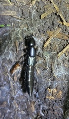 Staphylinidae
