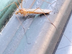 Nephrotoma ferruginea