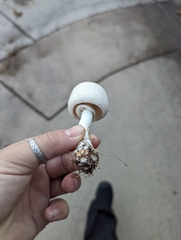 Leucoagaricus leucothites