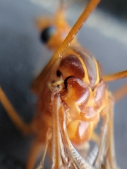 Nephrotoma ferruginea