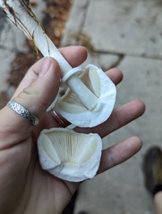 Leucoagaricus leucothites