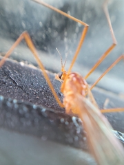 Nephrotoma ferruginea