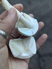 Leucoagaricus leucothites