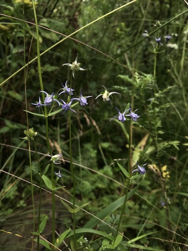 spurred gentian