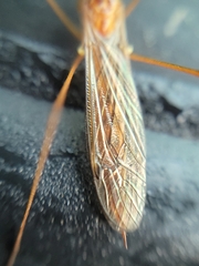 Nephrotoma ferruginea