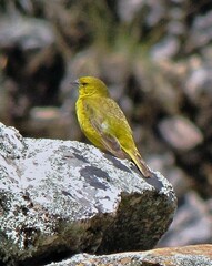 Sicalis olivascens