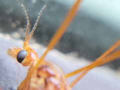 Nephrotoma ferruginea