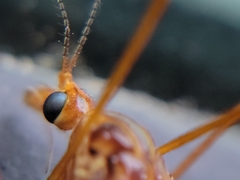 Nephrotoma ferruginea