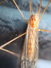 Nephrotoma ferruginea