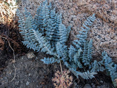 Pellaea bridgesii image