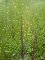 Erysimum virgatum