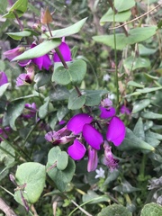Polygala fruticosa