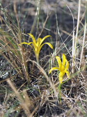 Sternbergia colchiciflora