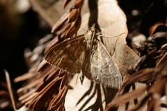 Mecyna mustelinalis