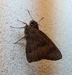 Hasora anura