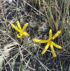 Sternbergia colchiciflora