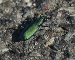 Cicindela pugetana