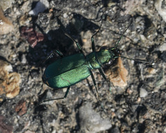 Cicindela pugetana