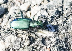 Cicindela pugetana