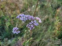 Valeriana officinalis