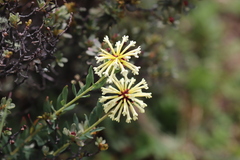 Stellera chamaejasme