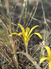 Sternbergia colchiciflora