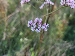 Valeriana officinalis