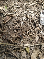 Dysdercus albofasciatus