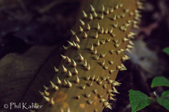 Socratea exorrhiza