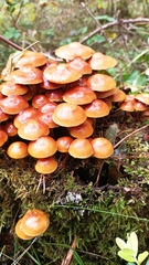 Kuehneromyces