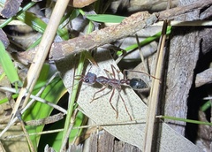 Myrmecia