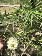 Melaleuca armillaris