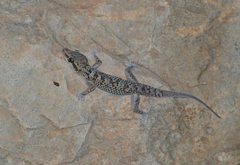 Hemidactylus hajarensis