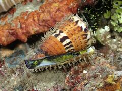 Conus capitaneus