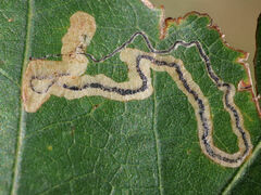 Stigmella quercipulchella