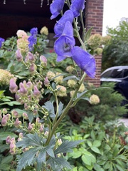 Aconitum napellus