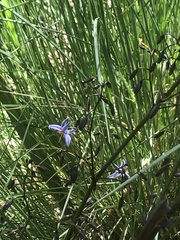 Dianella brevicaulis