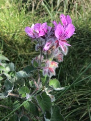 Pelargonium cordifolium